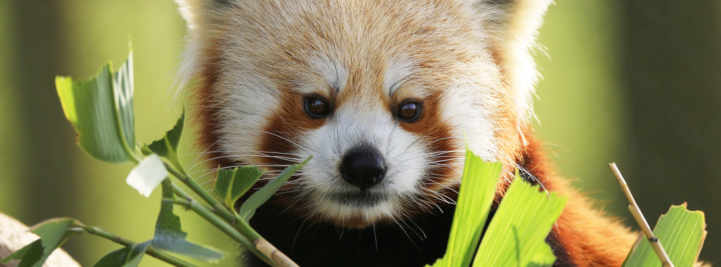 Red-panda-c-ZSL-2400x890.jpg