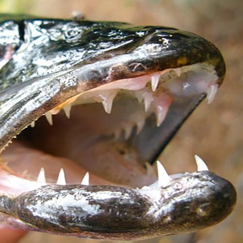 are-pike-dangerous-teeth.jpg